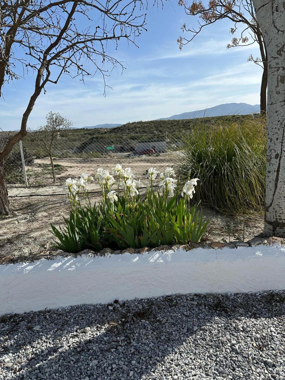 Alojamientos Cuevas Tiana El Aljibete Εξωτερικό φωτογραφία